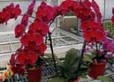Doritaenopsis Taida Passion Paradise 'Red Rose'