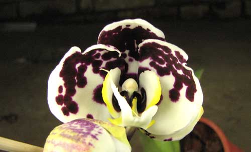 Doritaenopsis Taiwan Butterfly 'ORCHIS'