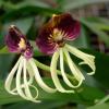 Encyclia fragrans x Encyclia cochleata