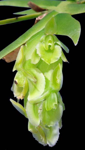 Epidendrum aporum