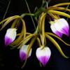 Epidendrum brassavolae