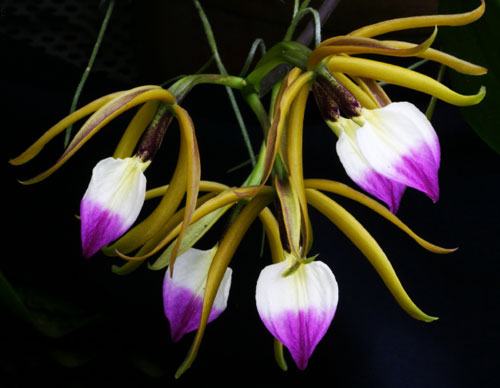 Epidendrum brassavolae