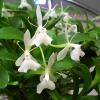 Epidendrum difforme white