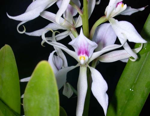 Epidendrum faustum