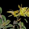 Epidendrum gnomoides