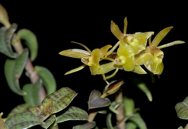 Epidendrum gnomoides