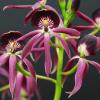 Epidendrum Green Hornet x Epicattleya Miva Etoile Noire