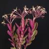 Epidendrum lacustre