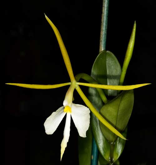 Epidendrum nocturnum var minor
