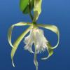 Epidendrum parkinsonianum x Brassavola digbyana