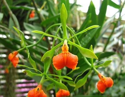 Epidendrum pseudepidendrum