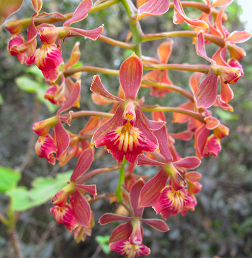Epidendrum radioferens