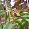 Epidendrum repens