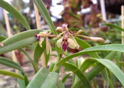 Epidendrum repens