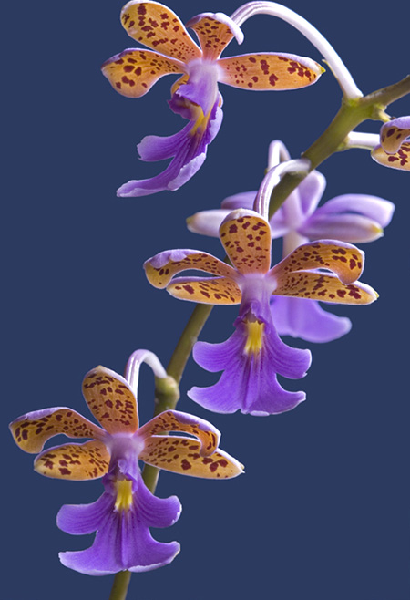 Epidendrum schumannianum