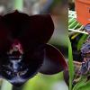 Fredclarkeara After Midnight 'SVO Dark Beauty’ x Catasetum Orchidglade 'JTM'