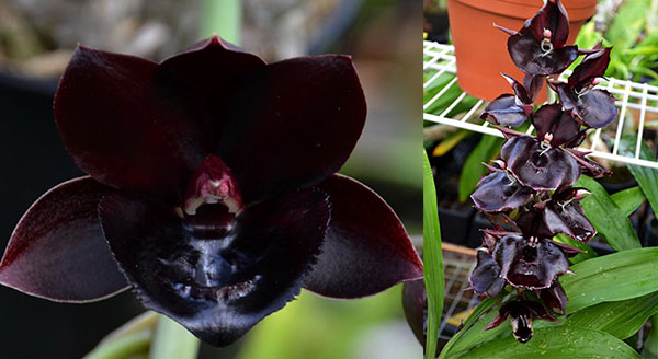 Fredclarkeara After Midnight 'SVO Dark Beauty’ x Catasetum Orchidglade 'JTM'