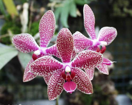 Phalaenopsis gigantea x mariae