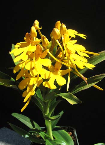 Habenaria rhodocheila 'Yellow'