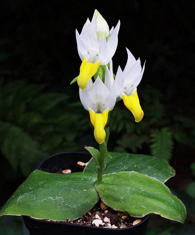 Habenaria sagarikii