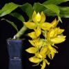 Cycnoches Golden Showers (herrenhusanum x chlorochilon)