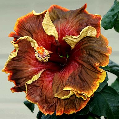 Hibiscus 'Voodoo Magic'