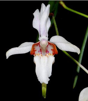 Holcoglossum quasipinifolium