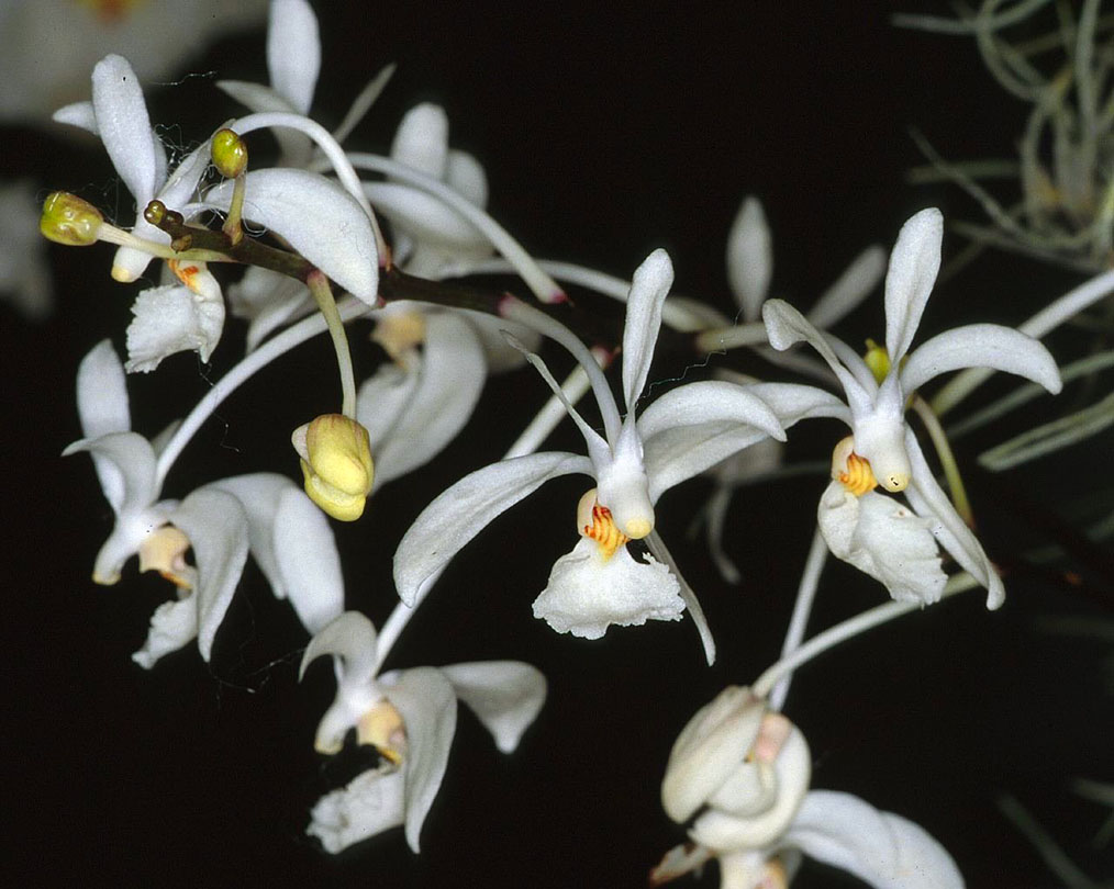 Holcoglossum subulifolium