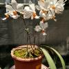 Holconopsis Pingtung Belt (Phalaenopsis Sogo Genki x Holcoglossum wangii)