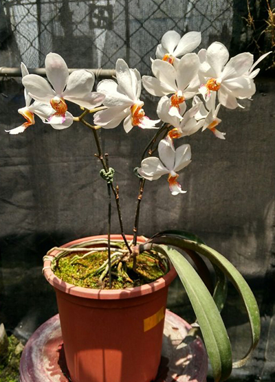 Holcoglossum flavescens Holconopsis-pingtung-belt-phalaenopsis-sogo-genki-x-holcoglossum-wangii-foto-5486