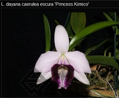 Laelia dayana caerulea escura 'Princess Kimico' x SELF