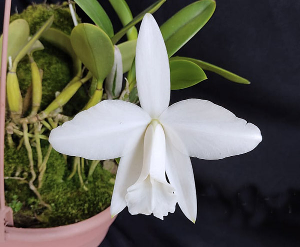 Laelia pumila alba