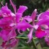 Laelia purpurata rubra flamea 'Osorio' x Cattleya leopoldii 'Marrom Glace'