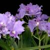 Laeliocattleya Blue Grotto 'Soft Touch'