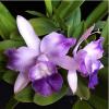 Laeliocattleya Cariad's Mini-Quinee 'Angel Kiss' (Lc. Mini Purple x C. intermedia)