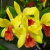 Laeliocattleya Gold Digger 'Orchid Jungle'