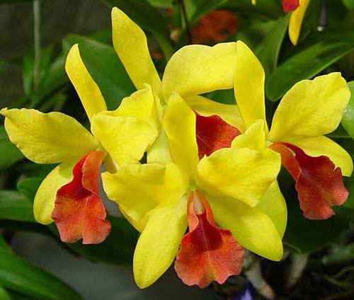 Laeliocattleya Gold Digger 'Orchid Jungle'