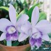 Laeliocattleya Mini Purple 'Blue Pacific' (pumila x walkeriana)