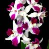 Laeliocattleya Purple Cascade 'Fragrance Beauty' (Interglossa x Tokyo Magic)