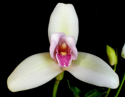 Lycaste guatemalensis