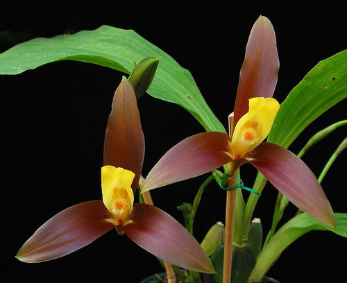 Lycaste lasioglossa