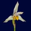 Lycaste longipetala x Maxillaria grandiflora