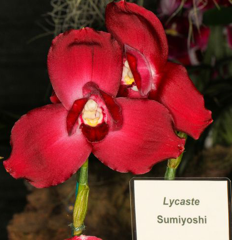 Lycaste Sumiyoshi (Chita Parade 'Wine Red' 4N x Shoalhaven 'Kyoto' 4N)