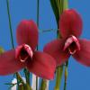 Lycaste Wyld Court 'Sir William Cooke' x Shoalhaven 'Kyoto-Red'