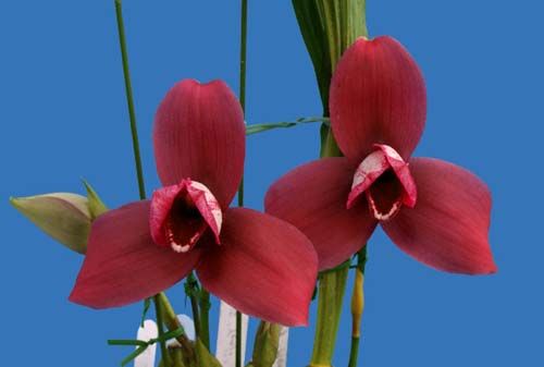 Lycaste Wyld Court 'Sir William Cooke' x Shoalhaven 'Kyoto-Red'
