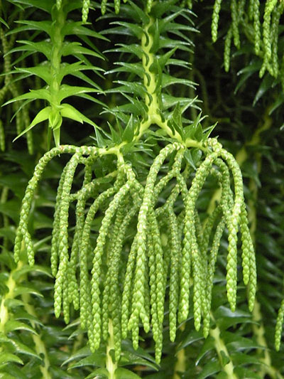 Lycopodium carinatum