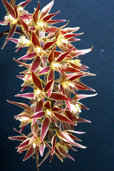 Macradenia multiflora