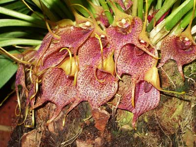 Masdevallia angulata