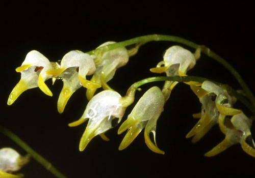 Masdevallia bulbophyllopsis