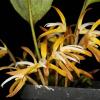 Maxillaria hennisiana